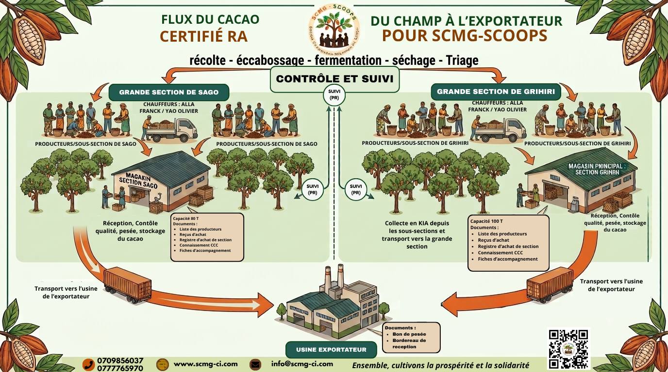 Schéma du flux de cacao