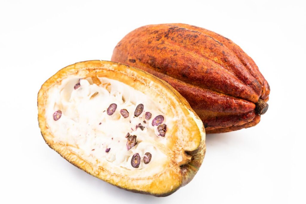 Detailed view of an open cacao pod showing seeds, emphasizing raw cocoa fruit.