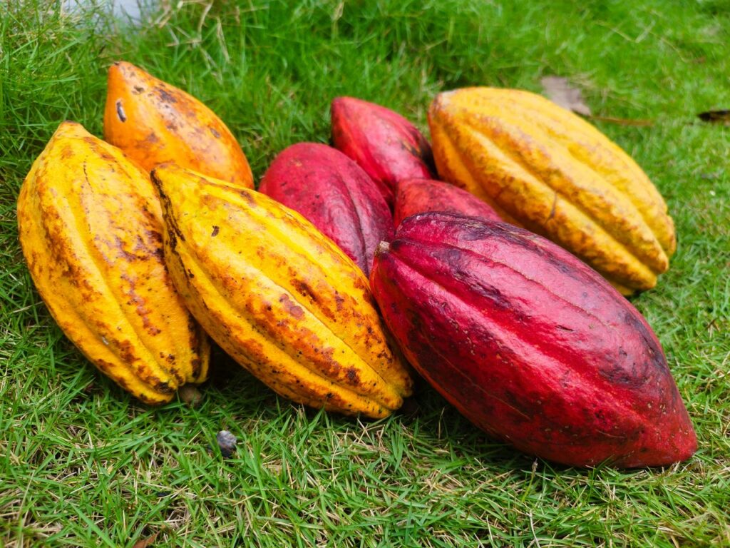Bright yellow and red cocoa pods resting on vivid green grass, showcasing their rich colors and texture.
