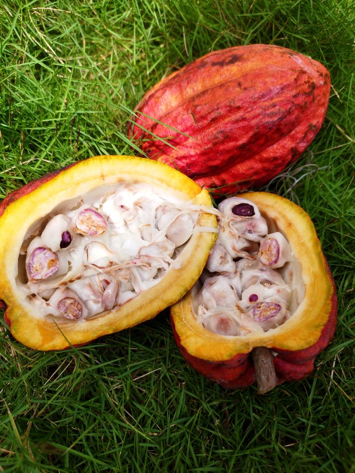 Detailed view of an opened cacao pod showing seeds on a grassy background.